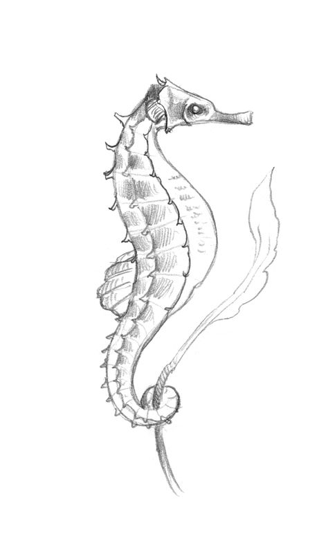 Need to draw this on canvas and just outline it in shades of blue and green. Or black Octopus Art Project, Seahorse Drawing, Sea Creatures Drawing, Seahorse Tattoo, Crayons Pastel, Animal Creatures, Ocean Drawing, Seahorse Art, Horse Sketch