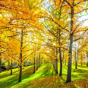 The Golden Trees of Fall  - Southern Living Fall Scenes, Southern Living Plant Collection, Southern Living Plants, Lightning Bug, Fall Quotes, Ginkgo Tree, Fall Beauty, Golden Tree, Plant Problems