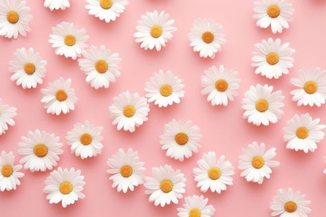 Wallpaper pattern flower daisy backgrounds. | free image by rawpixel.com / PLOYPLOY Daisies Wallpaper, Desktop Wallpaper 1920x1080, Daisy Background, Wallpaper Pink Cute, Cute Background, Flower Daisy, Cute Wallpaper, Wallpaper Pink, Wallpaper Pattern