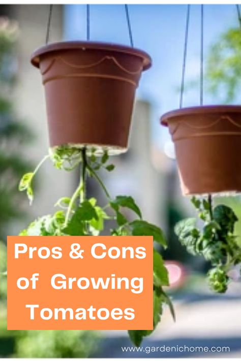 Upside Down Planting, Grow Tomatoes Upside Down, Tomato Upside Down Planter, Planting Tomatoes Upside Down, Upside Down Garden, How To Grow Tomatoes Upside Down, Diy Upside Down Tomato Planter, Upside Down Strawberry Plant, Grow Tomatoes Upside Down Diy