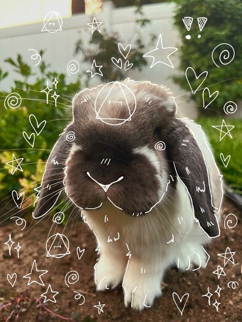 Free To Use Pfp, Rabbit Therian, Bunny Therian, Rabbit Pfp, Bunny Pfp, Therian Art, What Animal Are You, Therian Pfp, Therian Stuff