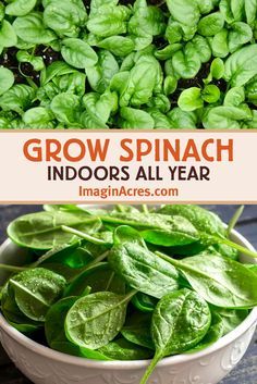 Spinach is a cool season crop that adapts well to indoor growing conditions, including cooler winters, and air-conditioned summers. Given its compact size, and love of cooler temperatures, spinach is a great choice for indoor gardening. Learn how you can grow spinach indoors all year. Grow Spinach Indoors, Indoors Garden, How To Grow Spinach, Grow Spinach, Gemüseanbau In Kübeln, Regrow Vegetables, Growing Spinach, Growing Vegetables In Pots, Indoor Vegetables