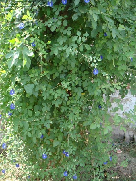 Creeper of Butterfly pea Butterfly Pea Plant, Picture Of Butterfly, Cascading Plants, Medicine Garden, Creepers Plants, Vine Trellis, Flower Trellis, Pea Plant, Kingdom Plantae