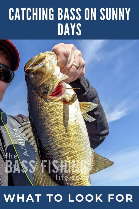 Bass fishing on sunny days can be challenging, but knowing what to look for can make it a lot easier. #bassfishing #fishing #largemouthbass #bassfishingtips How To Catch Catfish, Prepping Gear, Saltwater Fishing Gear, Catfish Bait, Trout Fishing Tips, Catfish Fishing, Fishing For Beginners, Bass Fishing Tips, Bass Fish