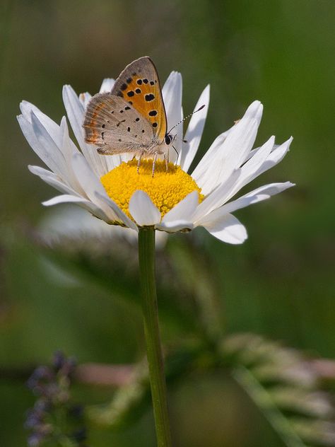 Daisy Butterfly, Butterfly Flying, Butterfly Family, Daisy Tattoo, Beautiful Butterfly Photography, Moth Art, Flying Flowers, Butterflies Flying, 강아지 그림