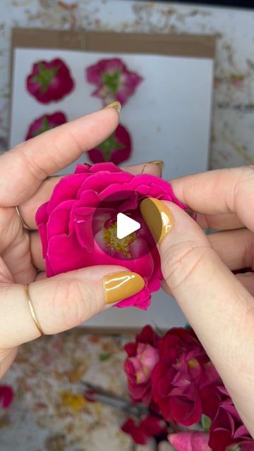 Lindsay Rae Art on Instagram: "This year I’m challenging myself to share more of my art process with you all. This is my first Pressed Flower Tips reel, with many more to come. Feel free to leave a comment if there are any types of flowers you would like to see featured! #pressedflowers #flowerpressingtips #artprocess #idahogrown #florals #boiseidaho #idahoag #flowergardens #floralpreservation #idahoartist #idahoart" Pressing Flowers In Microwave, Best Flowers To Press, How To Make Pressed Flowers, Flower Keepsake Ideas, How To Press Flowers In A Frame, How To Press Flowers, Flower Preservation Ideas, Diy Pressed Flower Art, Flower Hacks