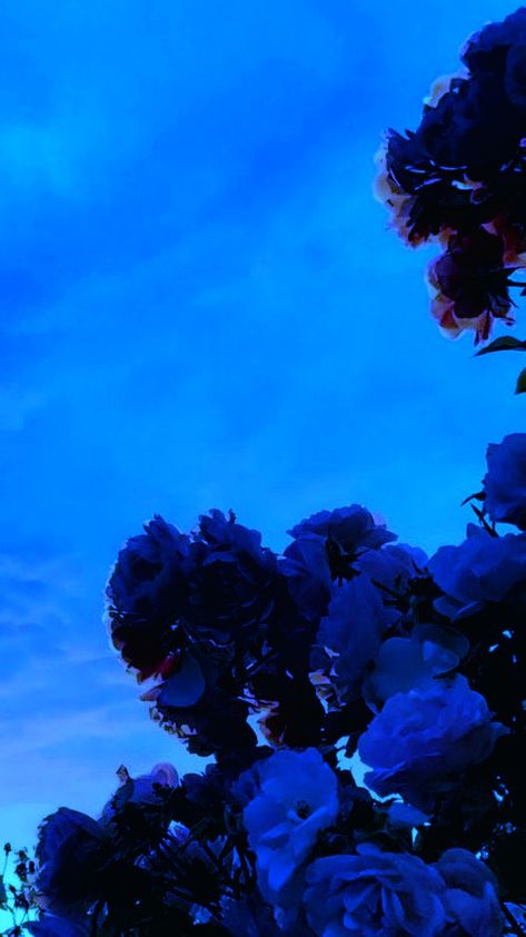 Dark Blue Masculine Aesthetic, Royal Blue Asthetics, Cobalt Blue Aesthetic, Royal Blue Wallpaper, Blue Aesthetics, Blue Roses Wallpaper, Blue Aesthetic Dark, Everything Is Blue, Alone In The Dark