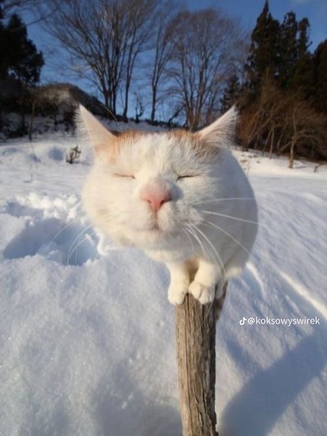 Orange Cat, Orange, White