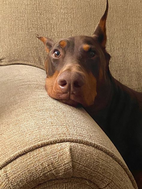 Brown Doberman, Cute Doberman, Black Doberman, Doberman Love, Doberman Pinscher Dog, Doberman Puppy, Doberman Dogs, Pretty Dogs, Silly Dogs