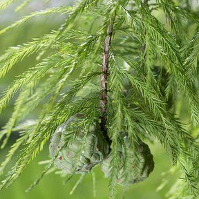 Bald cypress (Taxodium distichum) Fast Growing Pine Trees, Best Shade Trees, Fast Growing Shade Trees, Bald Cypress Tree, Trees For Front Yard, Shade Garden Design, Growing Trees, Privacy Trees, Bald Cypress