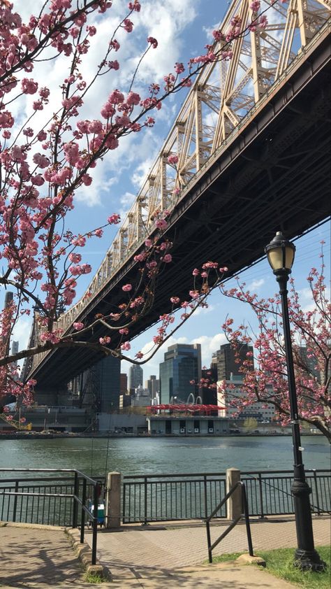 📍roosevelt island, nyc🌸