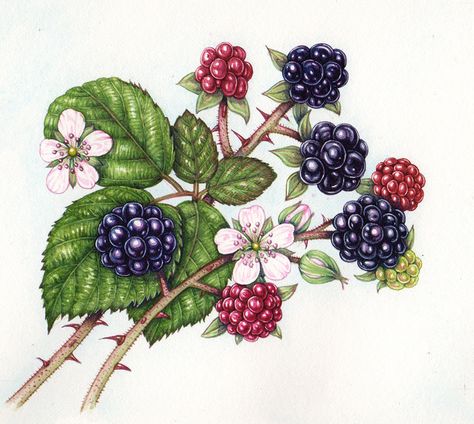 Blackberry botanical illustration step by step by Sciart natural history illustrator Lizzie Harpe Blackberry Tattoo, Natural History Illustration, Vine Drawing, History Illustration, Illustrator Inspiration, Winsor And Newton Watercolor, 카드 디자인, Leaf Drawing, Painted Leaves