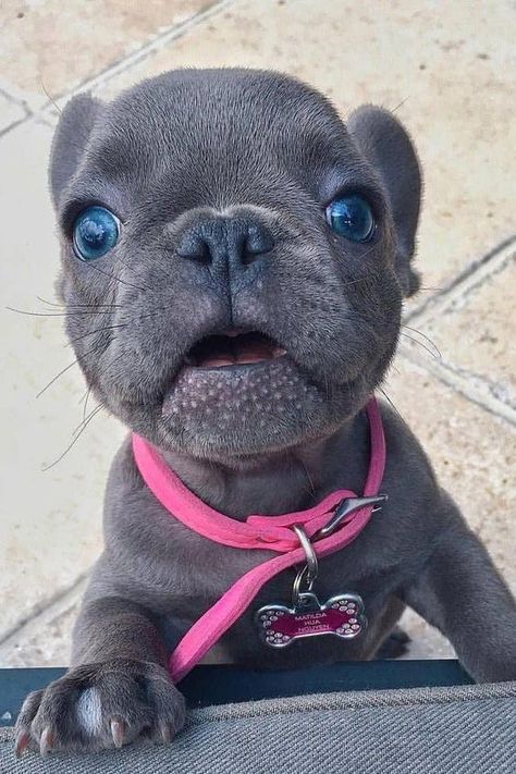 Cute Bulldog Puppies, Bulldog Francese, Super Cute Puppies, Cute Animals Puppies, Cute Little Puppies, Super Cute Animals, Cute Animals Images, French Bulldog Puppies