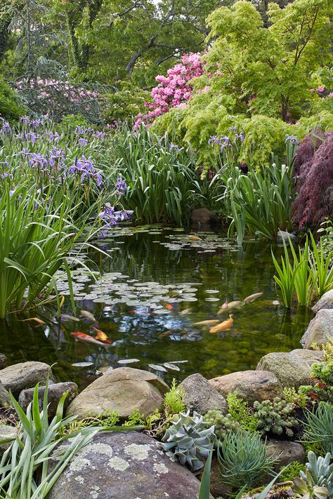 Water Garden Plants, Garden Pond Design, Outdoor Water Features, Pond Landscaping, Pond Design, Have Inspiration, المملكة العربية السعودية, A Pond, Fish Pond