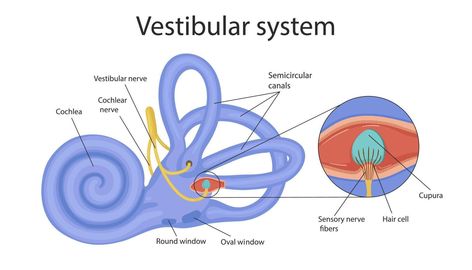 vestibular system. the inner ear and its relation to balance and balance. human biology Anatomy Infographic, Prokaryotic Cell, Human Biology, Sensory Nerves, Vestibular System, Inner Ear, Infographic Poster, Nerve, Biology