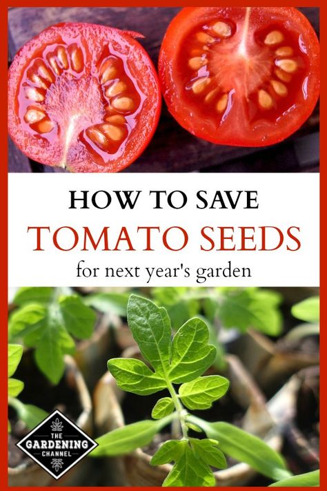 Save Tomato Seeds, Saving Tomato Seeds, Growing Tomatoes Indoors, Gardening Tricks, Heirloom Tomato Seeds, Tomato Farming, Tomato Seedlings, Growing Tomatoes In Containers, Grow Tomatoes