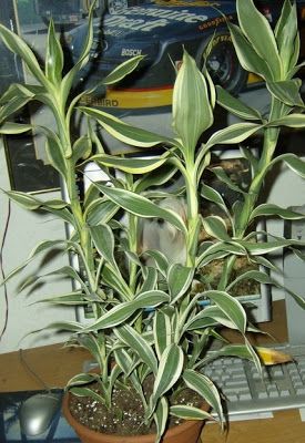 Madagascar Dragon Tree, Dracaena Sanderiana, Plants Grown In Water, Ribbon Plant, Heart Leaf Philodendron, Lucky Bamboo Plants, Ficus Pumila, Dracaena Plant, Umbrella Tree