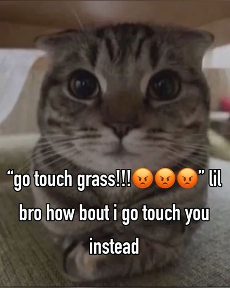 Touch Grass I Eated It All, Im Going To Touch You, Rattus Rattus, Silly Cars, Funny Looking Cats, Funny Pix, Silly Cats Pictures, Funny Animal Jokes, Sugar Glider