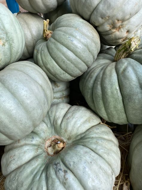 Black Plants, Weird Pics, Pumpkin Wallpaper, Pumpkins And Gourds, Sweet November, Horseshoe Bay, Green Pumpkin, Pumpkin Art, Green Theme