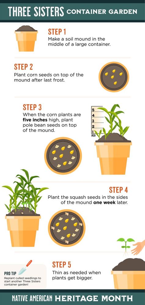 Grow Corn In Containers, Planting Corn In Containers, Three Sisters Garden Layout, 3 Sisters Planting Guide, Corn Beans Squash Three Sisters, Three Sisters Planting Method, 3 Sisters Garden, Three Sisters Garden, Growing Beans