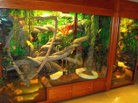 Giant Reptile Home Aquarium for my bearded dragons! Crested Gecko Vivarium, Iguana Cage, Gecko Vivarium, Snake Cages, Diy Reptile, Snake Terrarium, Snake Enclosure, Enclosure Ideas, Ficus Pumila