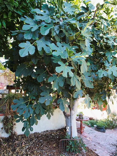 Prosciutto-Wrapped and Roasted Fig Stuffed With Goat Cheese | Garden Betty Fig Tree Bay Cyprus, Rooting Fig Tree Cuttings, Large Fig Tree, Fig Tree Branch, Violette De Bordeaux Fig Tree, Fig Fruit Tree, Brunch Recipies, Garden Border Plants, Garden Betty