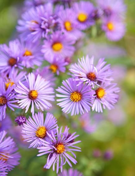 Plant these low-maintenance perennials and shrubs—including hostas, peonies, yarrow, daylilies, catmint and switchgrass—for a carefree Midwest garden. Midwest Perennials, Michigan Perennials, Aromatic Aster, Midwest Garden, Virginia Bluebells, Hardy Geranium, Panicle Hydrangea, Asclepias Tuberosa, Lenten Rose