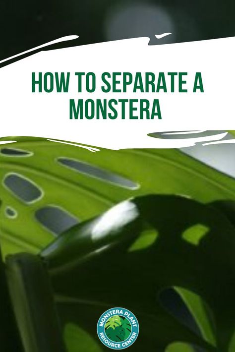 Do you have multiple monstera plants in one pot that you want to separate? Click to learn how best to separate a monstera plant so that they thrive in their new homes. #monstera Garden Care Tips, Monstera Plant Care, Ideas Garden Design, Types Of Houseplants, Monstera Plants, Plant Care Houseplant, Propagating Succulents, Plant Problems, Low Light Plants