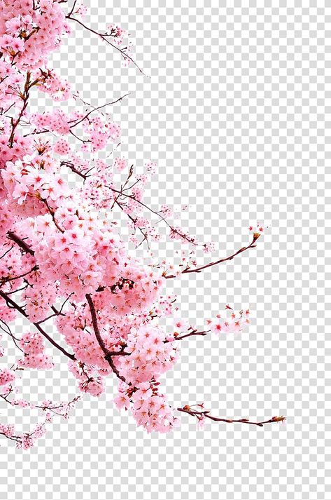 Cherry Blossom Images, Cherry Blossom Vector, Blossom Drawing, Cherry Blossom Drawing, Pink Flowering Trees, Flower Japanese, Japanese Cherry Blossoms, Cherry Blossom Watercolor, Cherry Blossoms Illustration