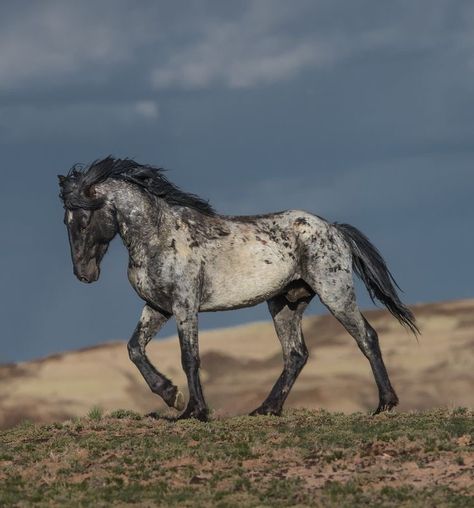 Blue Roan Horse, Rare Horses, Scott Wilson, Horse Anatomy, Horse Inspiration, Mustang Horse, Blue Roan, Horse Aesthetic, Most Beautiful Horses