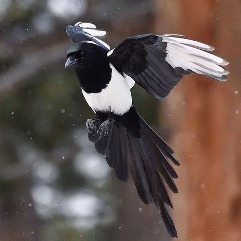 Square Reference, Crow Family, Magpie Tattoo, Eurasian Magpie, Magpie Art, National Geographic Photographers, Light Film, Most Beautiful Birds, Rocky Mountain National Park