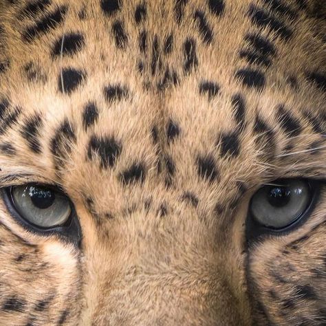 Pascal Maranus on Instagram: "Last week, I tried the combination of the Sony 400mm f/2.8 and their x1.4 teleconverter and it resulted in this gorgeous Amur leopard portrait. 

It’s safe to say, I liked the combination 😜

📍 @diergaardeblijdorp 
📸 @sony.benelux A7R V + @sonyalpha 400mm (x1.4)

#amurleopard #leopard #bigcat #animalportrait #animalcloseup" Amur Lepord, Leopard Portrait, Animal Close Up, Cheetah Print Heels, Amur Leopard, Leopard Face, Animal Icon, Art Deco Interior, Big Cats