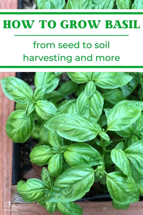 Everything you need to know about growing basil. Learn how to start basil from seed, how to plant and grow basil and how to harvest basil. A great basil growing guide for beginners. #herbgarden #gardenideas #beginnergardening #gardeningtips #basilgrowingtips #howtoprunebasil #howtogrowbasiloutdoors Harvest Basil, Basil Growing, Pruning Basil, Grow Basil, Harvesting Basil, Herbal Garden, Creative Christmas Crafts, Growing Basil, Basil Seeds