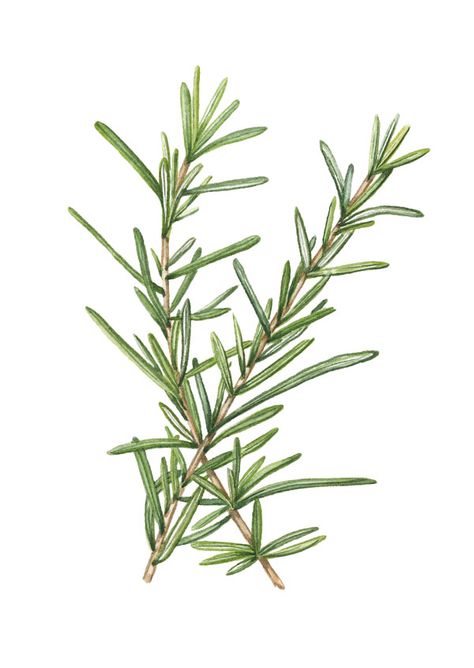 Rosemary Botanical Watercolor Illustration