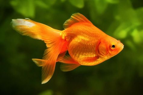 New research from Ben-Gurion University published in the journal Behavioural Brain and Research asked if animals have the ability to navigate outside of their home environment. The researchers took the question of navigational ability among animals to its logical extreme in an experiment with goldfish. #goldfish #goldfishbehindthewheel #navigation #animalsandnavigation #navigationresearch Common Goldfish, Black Goldfish, Fantail Goldfish, Pet Goldfish, Oscar Fish, Drawn Fish, Fishing Pictures, Fish Drawings, Landscape Photography Nature