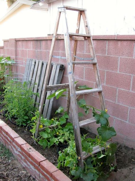 Small Garden Trellis, Diy Garden Trellis Ideas, Ladders In The Garden, Ladder Trellis, Garden Trellis Ideas, Clematis Trellis, Old Wooden Ladders, Willow Garden, Cucumber Trellis