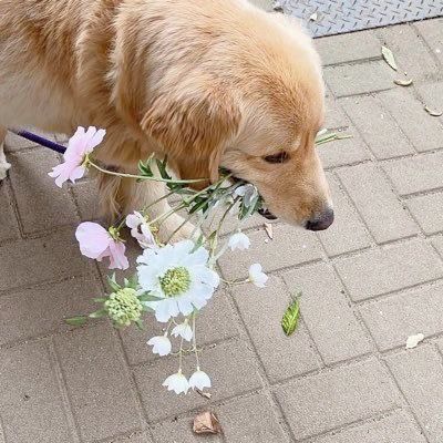 Pictures Of Cute Dogs, Nothing But Flowers, Healing Power, Cute Creatures, 귀여운 동물, Get Better, Make Me Smile, A Dog, Fur Babies