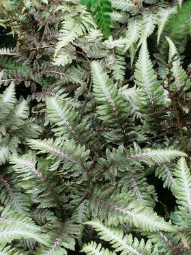 Fern Metallicum Japanese Fern, Painted Fern, Japanese Painted Fern, Lawn Alternatives, American Meadows, Shade Perennials, Fern Plant, Hardy Perennials, Garden Borders