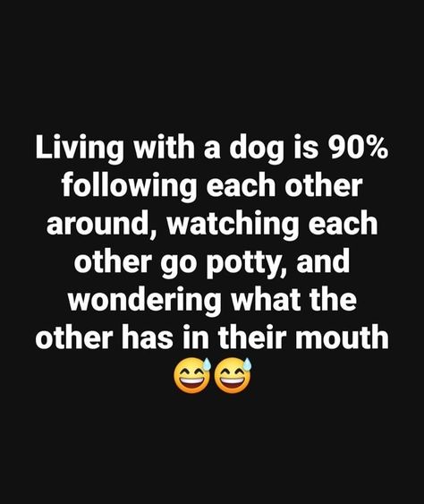 Dog Humor Hilarious, Funny Dog Sayings, Funniest Quotes Ever, Buddy System, Pet Humor, Pet Quotes, Dog Humor, Dog Jokes, Sarcastic Quotes