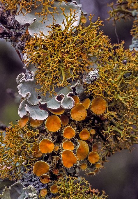 Natural Forms Gcse Photography, Moss Under Microscope, Organic Forms In Nature, Biomorphic Pattern, Texture In Nature, Lichen Art, Fungi Photography, Jungle Nature, Nature Details