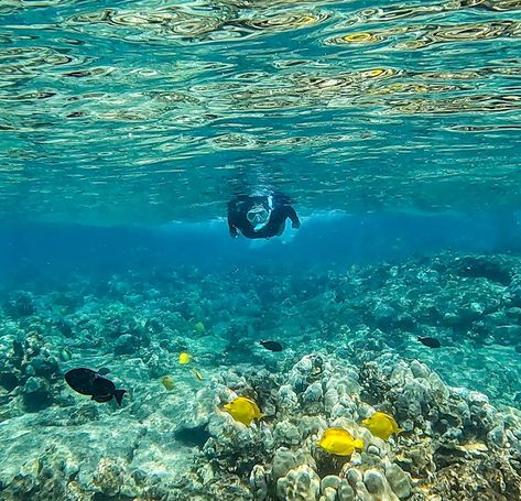 Best Snorkeling in Oahu: 6 Not-to-Miss Places to Explore — Uprooted Traveler Oahu Snorkeling, Captain Cook Hawaii, Best Snorkeling In Oahu, Hawaii Snorkeling, Green Sand Beach, Captain Cook, Best Snorkeling, Backcountry Camping, Sustainable Tourism