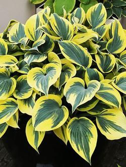 Hosta - Ben Vernooy Hosta Full Shade Flowers, Hosta Plantaginea, Variegated Hosta, Bedding Plant, Easy Perennials, Plantain Lily, Hosta Gardens, Hosta Plants, Perennial Border