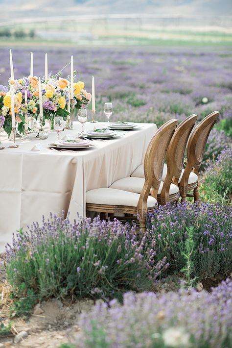 Lavender Field Wedding Photos, Lavender Picnic, Lavender Farming, Lavender Field Wedding, French Lavender Fields, Lavender Farm Wedding, Tea Etiquette, Flower Farming, Red Rabbit