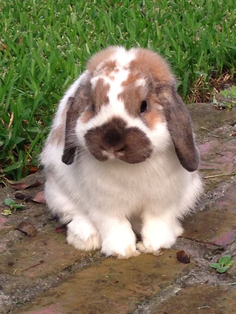 Henry ... Our Holland Lop bunny. Pictures Of Rabbits, Holland Lop Bunny, Lop Bunnies, Holland Lop Bunnies, Lop Bunny, Cutest Bunny Ever, Henry Holland, Rabbit Pictures, Cute Bunny Pictures