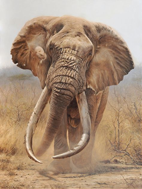 Peter Stewart Artworks Gallery Elephant Paintings, Elephant Photography, Animal Ideas, Elephant Illustration, Disney Princess Modern, Elephant Painting, Wildlife Artists, Paintings I Love, African Animals