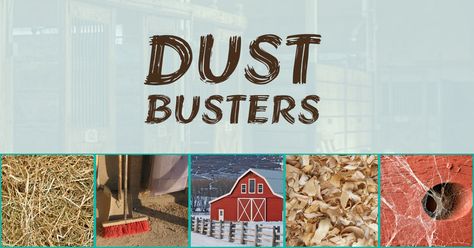 Dust Busters Horse Cookies Recipes, Mold Spores, Horse Cookies, Dust Particles, Respiratory Health, Horse Barn, Respiratory, Did You Know, Horses