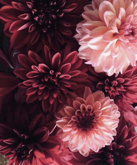 Burgundy And Pink Aesthetic, Dusty Red Aesthetic, Pink And Maroon Wedding, Mulberry Flowers, Red Widget, Burgundy Aesthetic, Calm Place, 2025 Style, Box Room