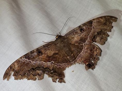 Black Witch Moth - BWM - Ascalapha odorata Black Witch Moth, Witch Moth, Black Witch, Butterfly Garden, Spiders, Natural World, Moth, Insects, Butterflies