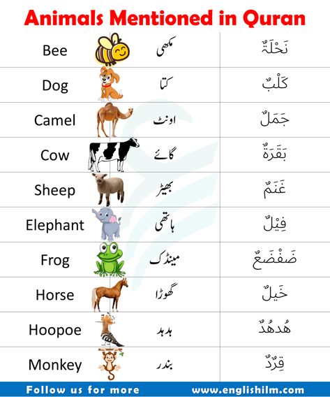 Animal Name In Arabic, Animals Name In Urdu, Quran Words Meaning, Arabic Words In English, Arabic Animals, Arabic Vocabulary Words, Animals Name List, English To Arabic, Urdu Learning