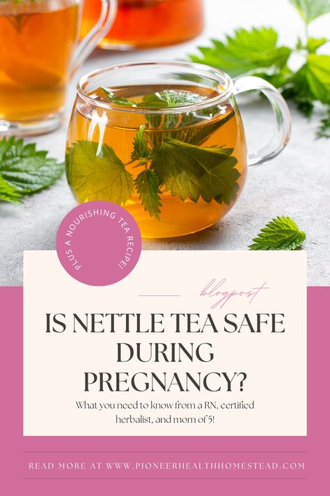 Nettle tea, made from nettle leaves, is known for its high vitamin and mineral content, including iron, calcium, magnesium, protein, silicon, tannins, trace minerals, and vitamins A, B, C, D, and E. This tea blend was originally formulated with pregnancy, postpartum, and breastfeeding in mind, but it can also promote nourishment and healing for those outside these categories. Nettle Tea, Nettle Leaf Tea Benefits, Boost Iron Levels, Nettle Leaf Tea, Oat Straw, Pregnancy Tea, Natural Diuretic, Urinary Health, Red Raspberry Leaf